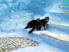 Gatti (264)
